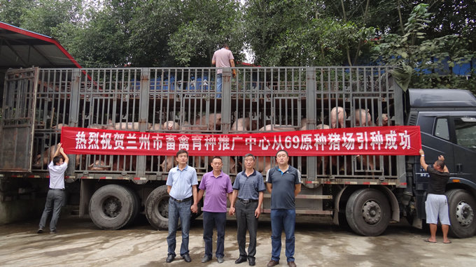 69原種豬落戶(hù)蘭州市畜禽育種推廣中心